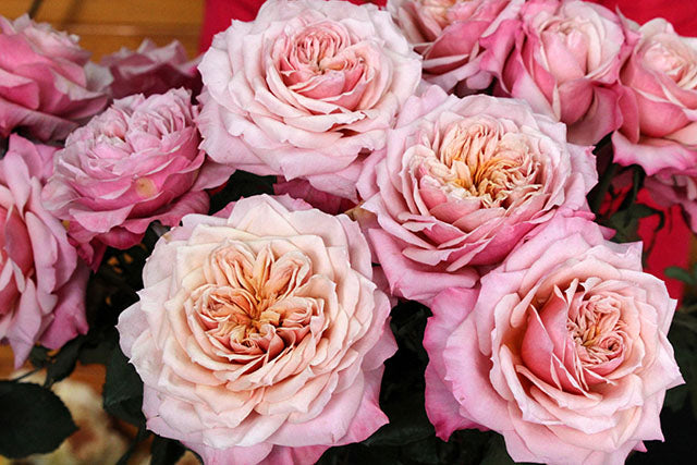Miyabi Garden Rose, wholesale peach garden roses