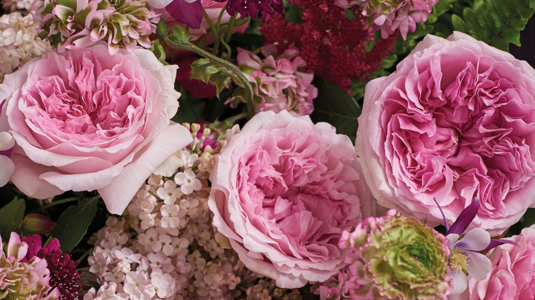 Miranda Garden Rose, wholesale light pink garden roses