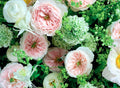 Charity Garden Rose, wholesale pink garden roses