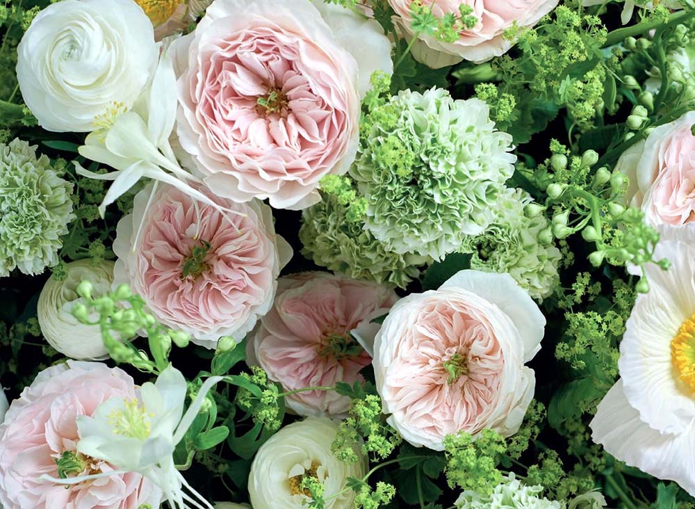 Charity Garden Rose, wholesale pink garden roses