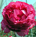 Yves Piaget Garden Rose, wholesale pink garden roses