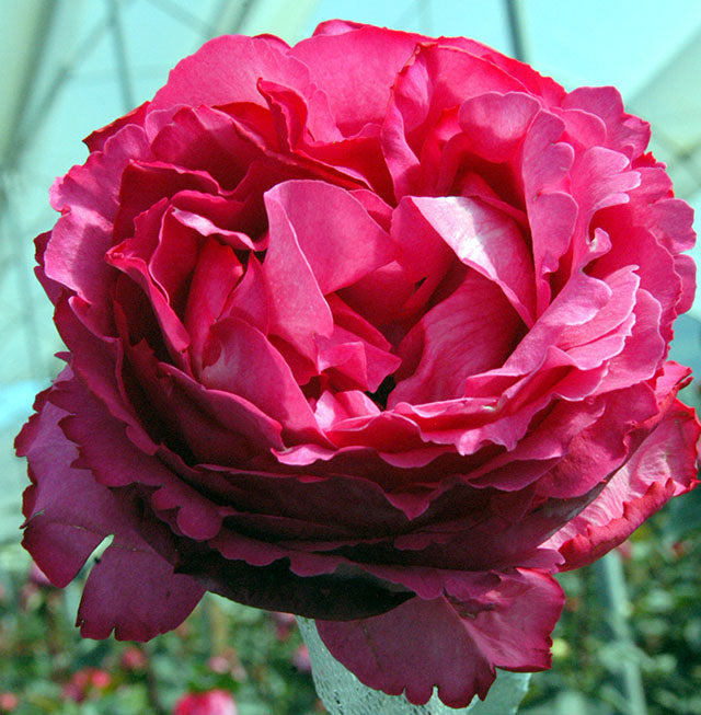 Yves Piaget Garden Rose, wholesale pink garden roses
