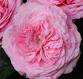 Mariatheresia Garden Rose, wholesale light pink garden roses