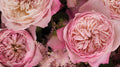Constance Garden Rose, wholesale pink garden roses