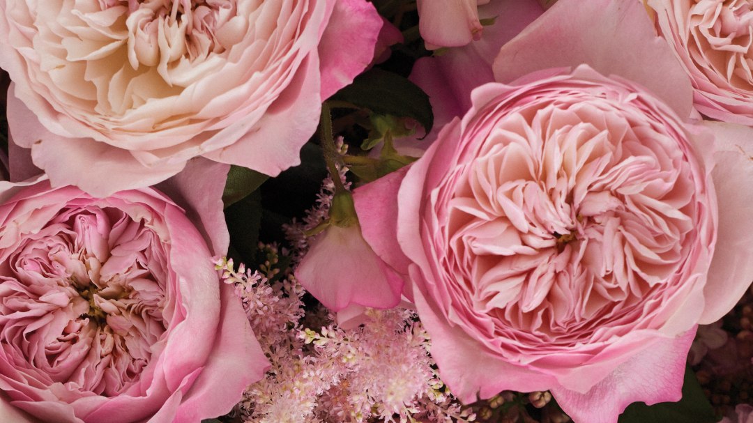 Constance Garden Rose, wholesale pink garden roses