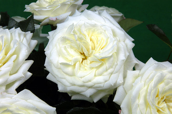 Alabaster Garden Rose, wholesale white garden roses