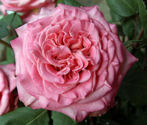 Ashley Garden Rose, wholesale pink garden roses