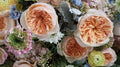Juliet Garden Rose, wholesale peach garden roses