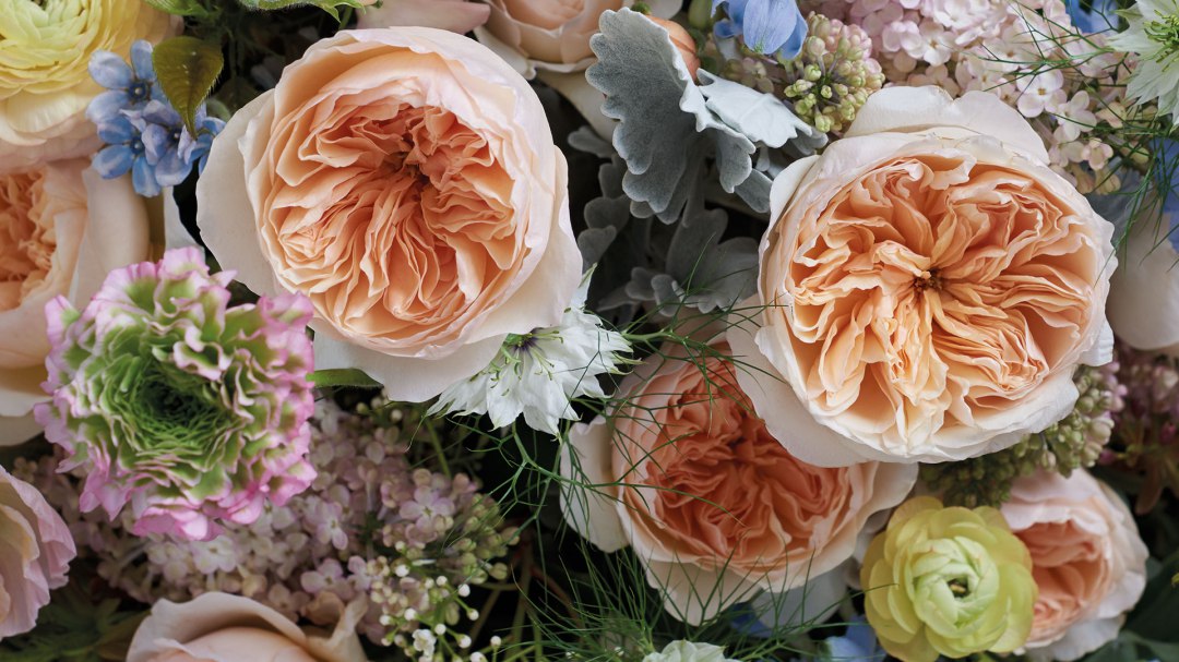 Juliet Garden Rose, wholesale peach garden roses