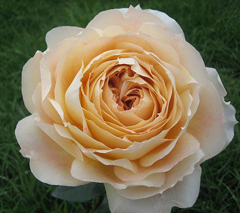 Caramel Antike Garden Rose, wholesale cream garden roses