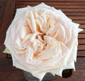 Princess Maya Garden Rose, wholesale peach garden roses