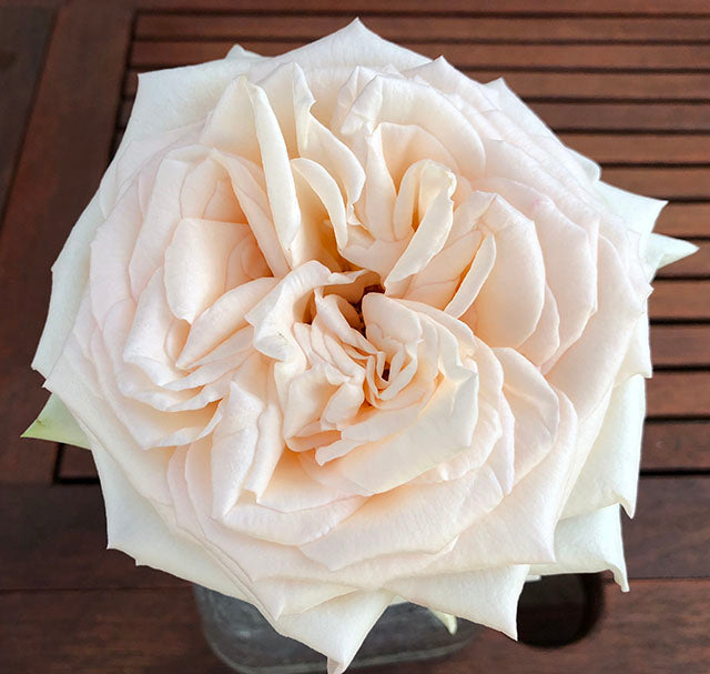 Princess Maya Garden Rose, wholesale peach garden roses