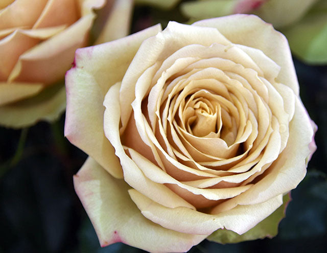 Golden Mustard Garden Rose, wholesale cream garden roses