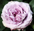 Lavender Bouquet Garden Rose, wholesale pink garden roses