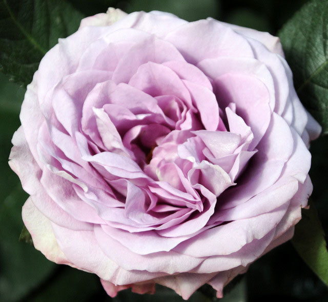 Lavender Bouquet Garden Rose, wholesale pink garden roses