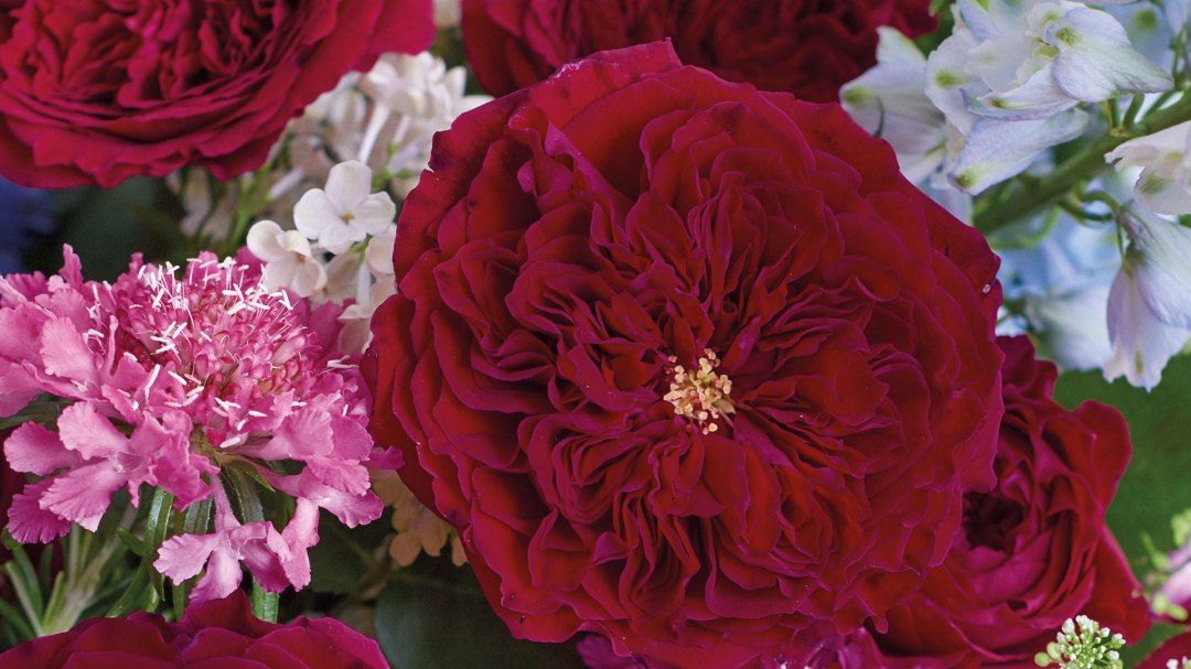 Tess Garden Rose, wholesale red garden roses