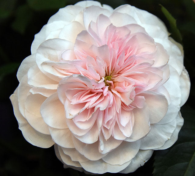 Sabrina Garden Rose, wholesale light pink garden roses