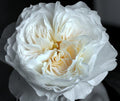 White Cloud Garden Rose, wholesale white garden roses