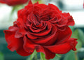 Wanted Garden Rose, wholesale red garden roses