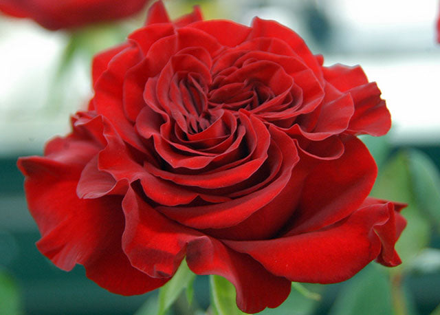 Wanted Garden Rose, wholesale red garden roses