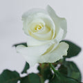 Blizzard Rose — wholesale