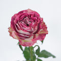 Brujas Purple Rose — wholesale