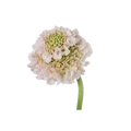French Vanilla — wholesale