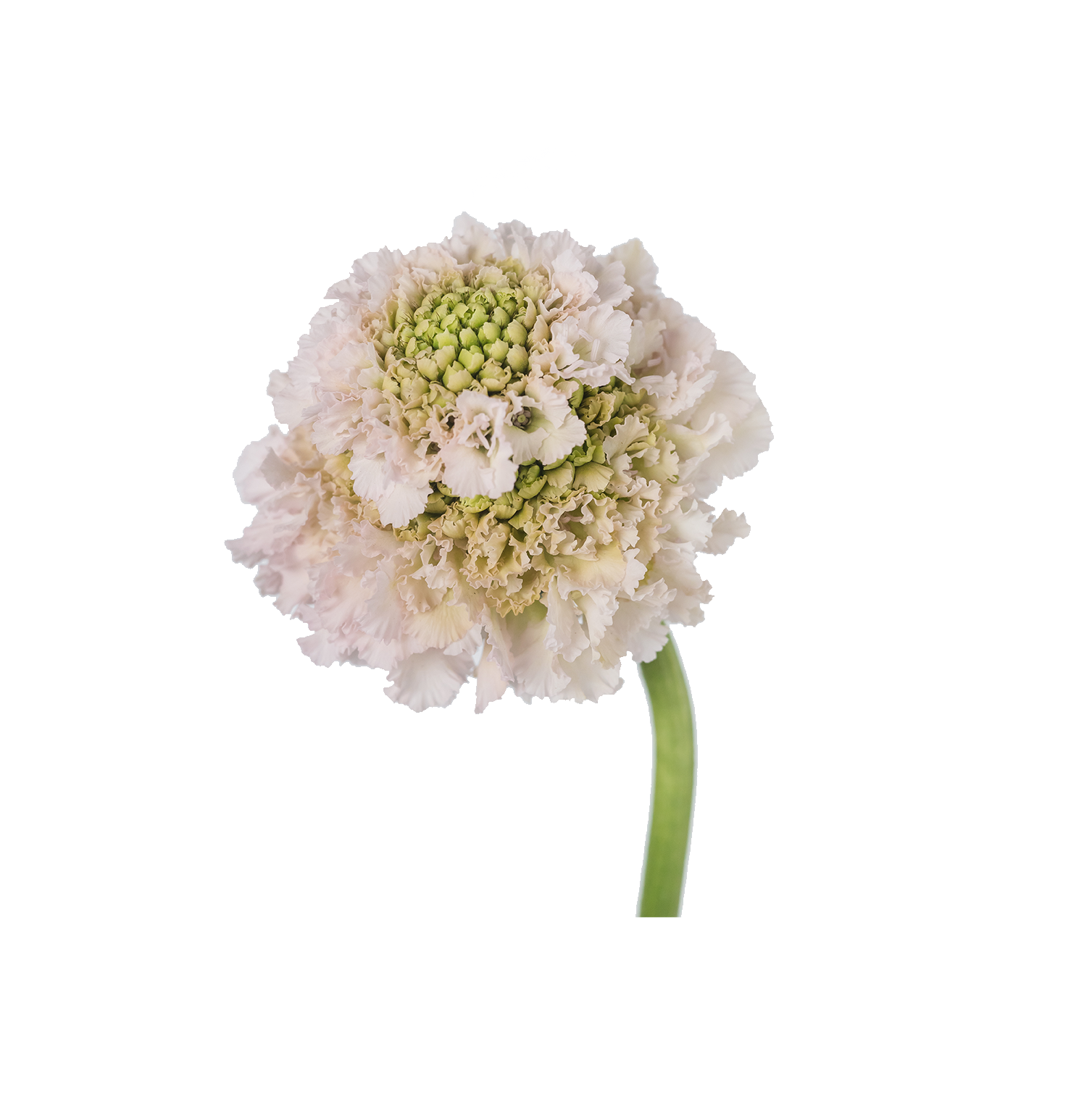 French Vanilla — wholesale
