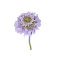 Focal Scoop Lavander 2 — wholesale