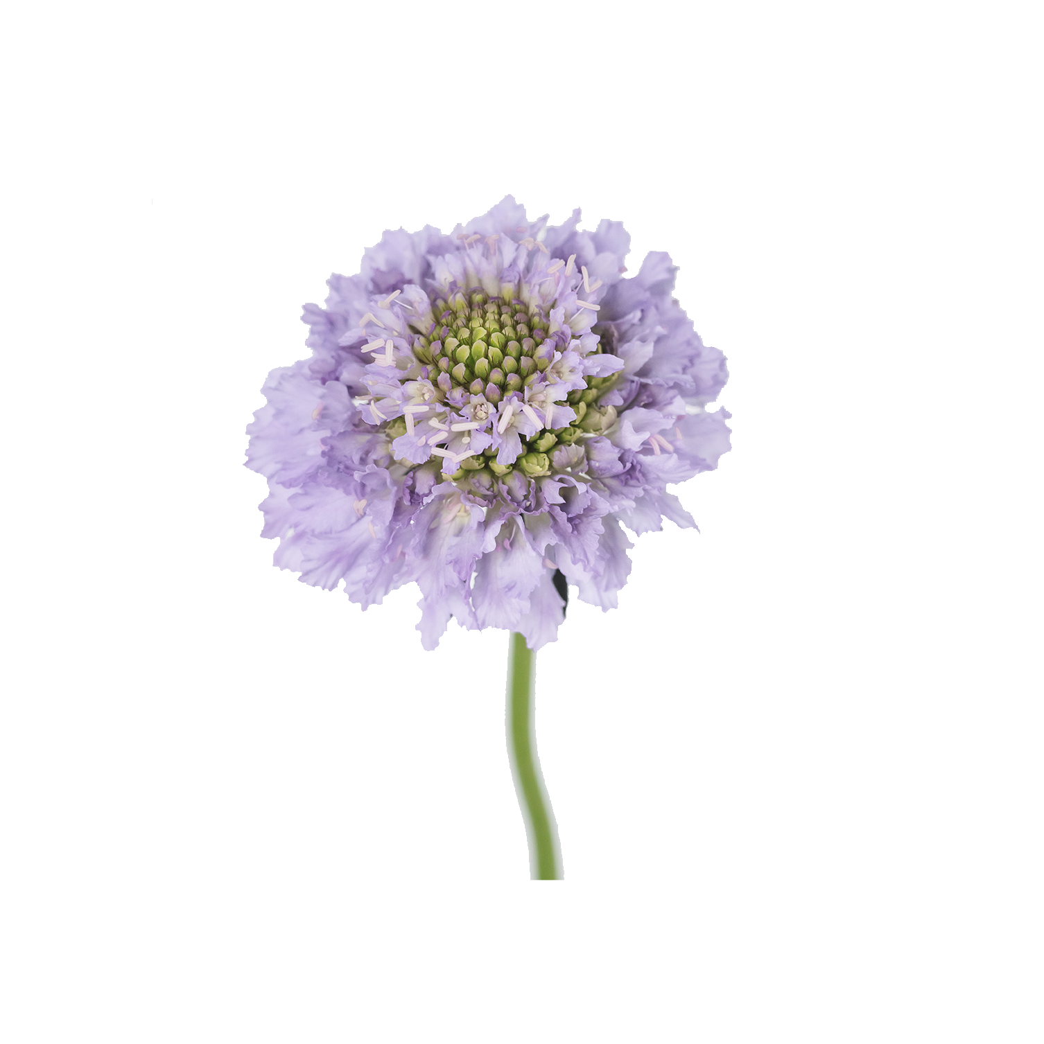 Focal Scoop Lavander 2 — wholesale
