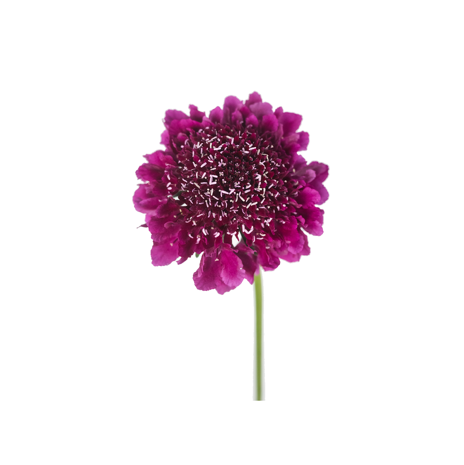 Focal Scoop Dark Purpple 2 — wholesale