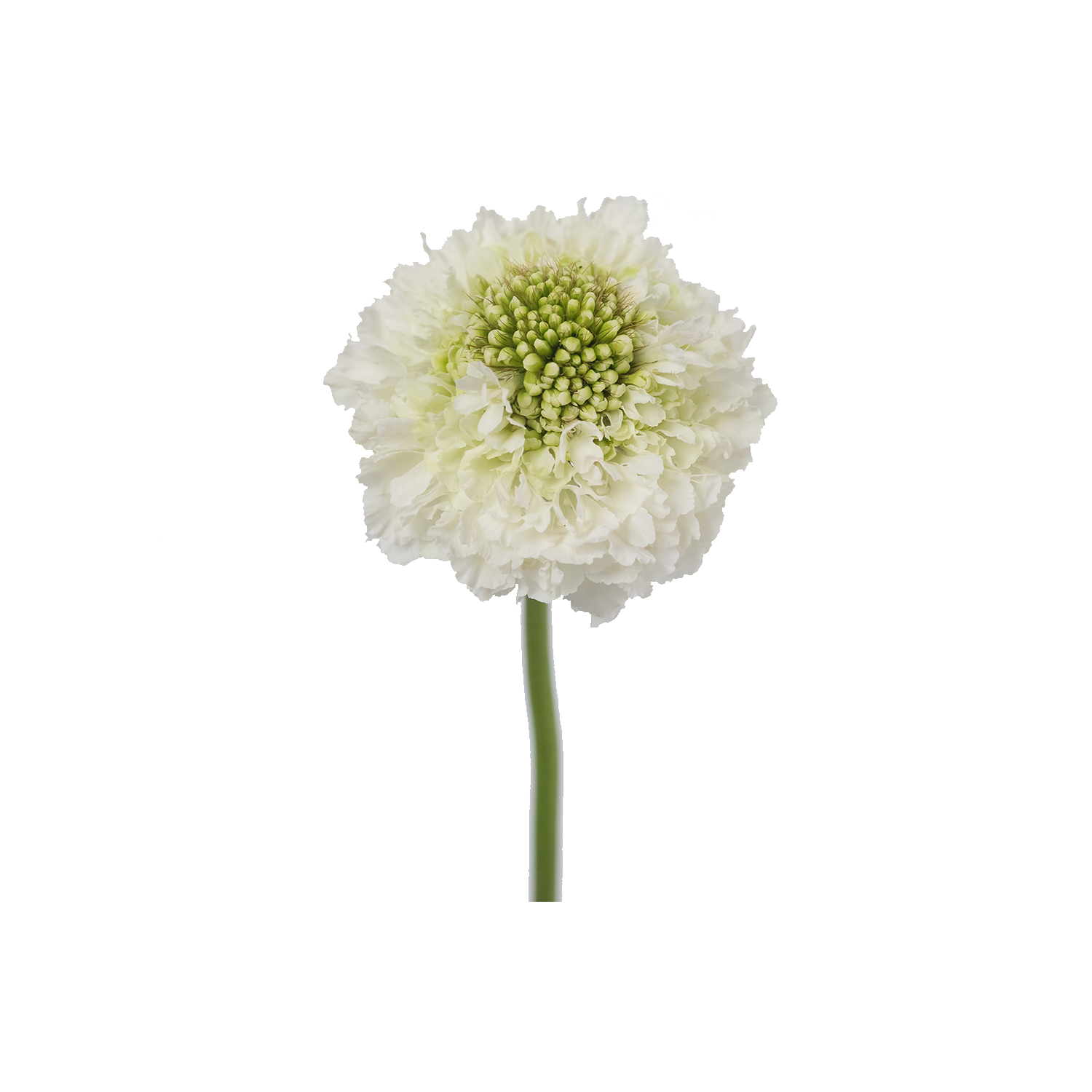 Focal Scoop White 2 — wholesale