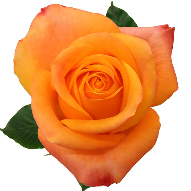 Aloha Rose