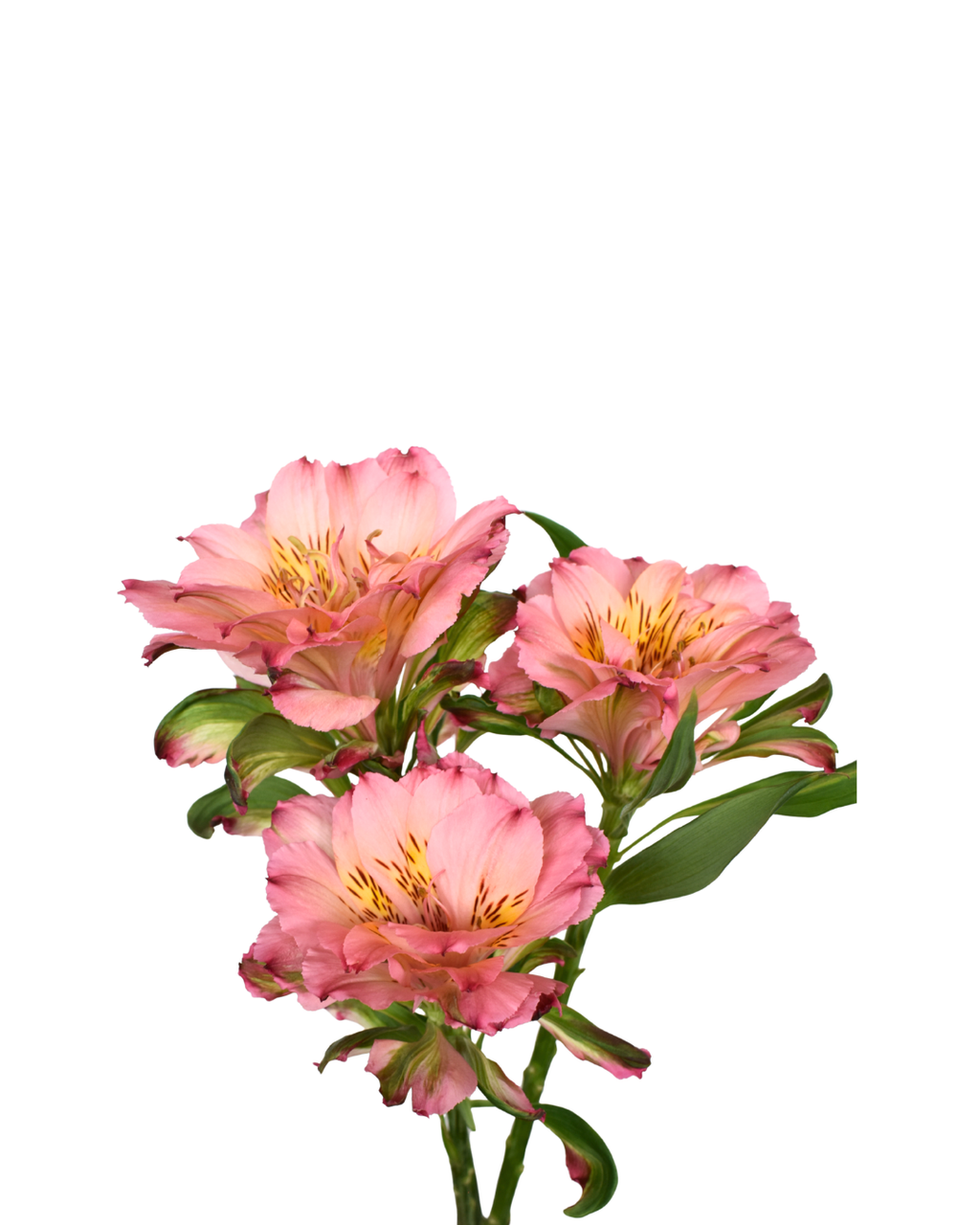 Alstroemeria Fashionista