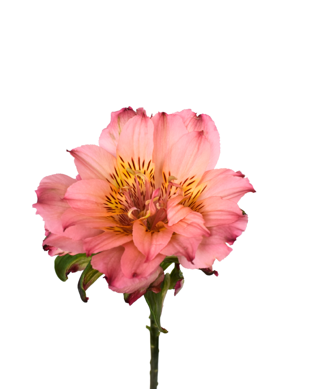 Alstroemeria Fashionista — wholesale