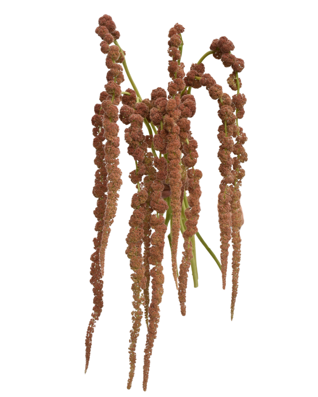 Amaranthus Coral Fourtain — wholesale