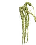 Amaranth Green Tails — wholesale