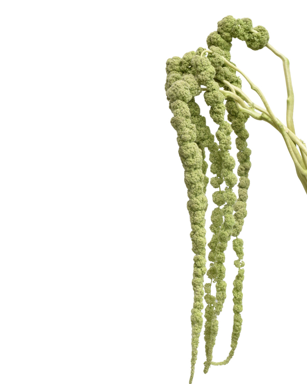 Amaranth Green Tails — wholesale