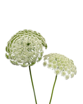 Ammi Majus White — wholesale
