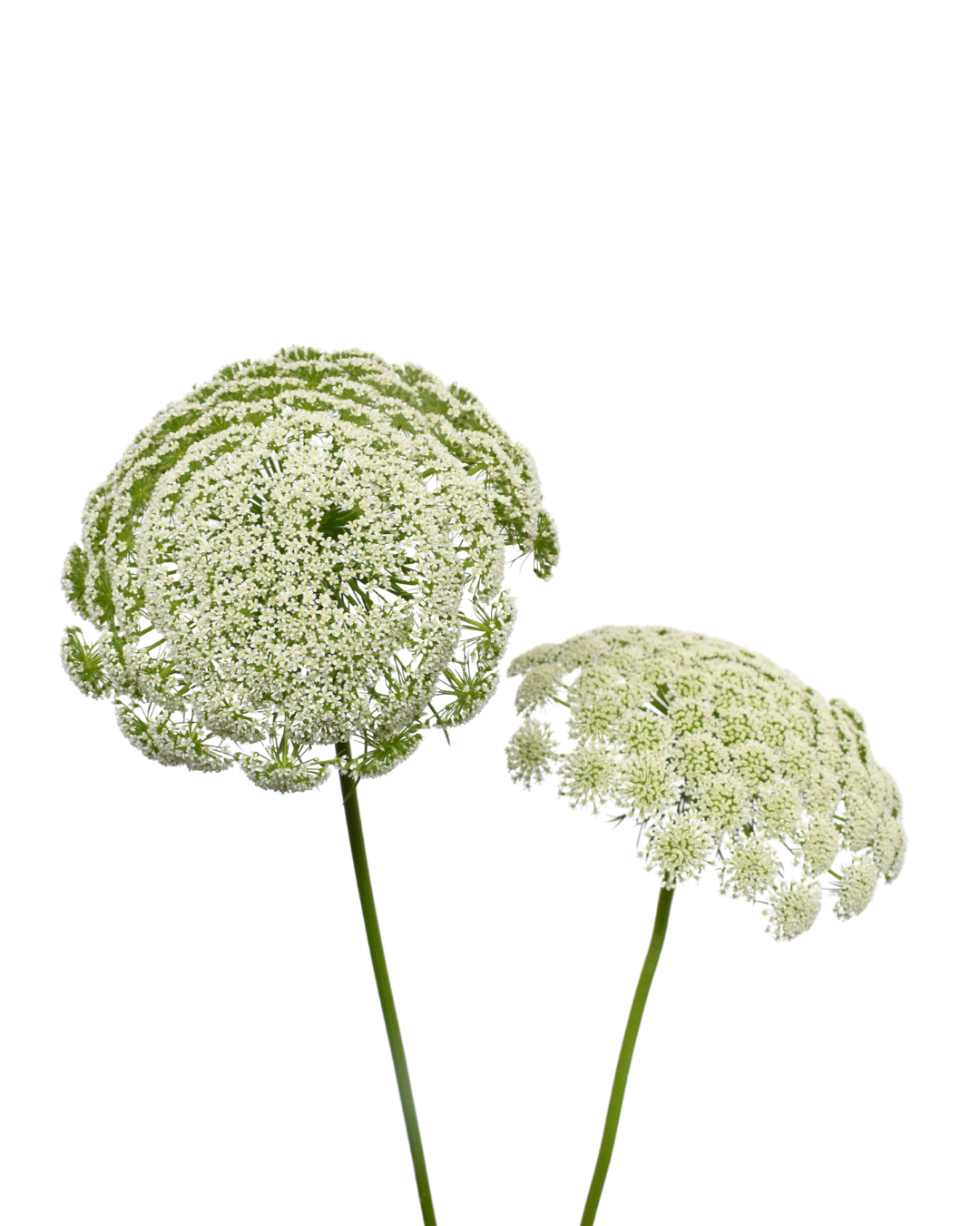 Ammi Majus White — wholesale