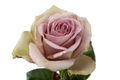 Amnesia Rose, wholesale lavender roses
