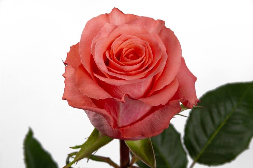 Amsterdam Rose, wholesale coral roses