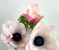 Blush 2 Anemone — wholesale