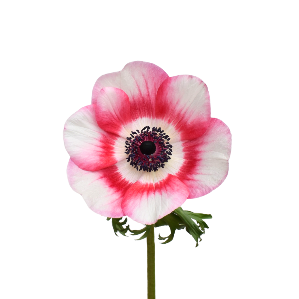 Anemona Mistral White And Red Anemone — wholesale