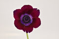 Burgundi 2 Anemone — wholesale