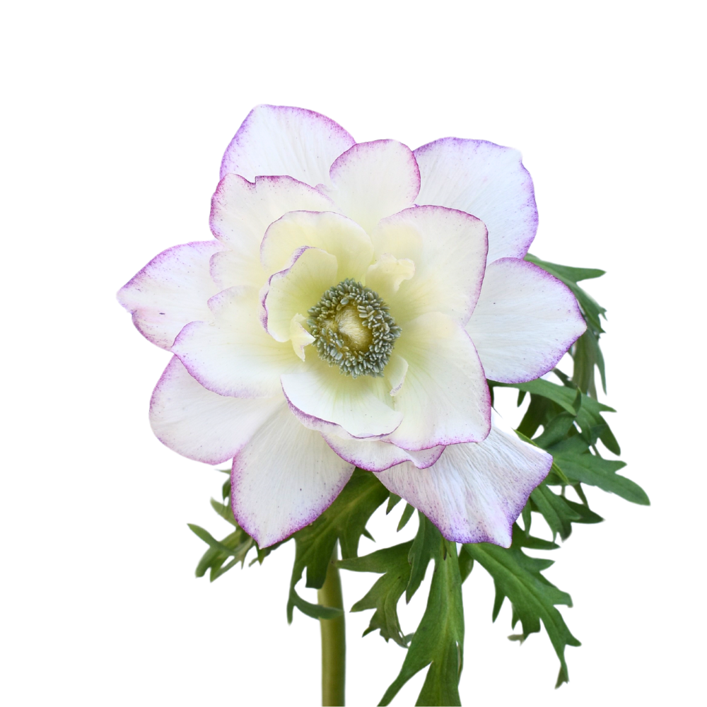 Anemone Edge Light Pink — wholesale roses