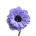 Anemone Levante Azzurro — wholesale