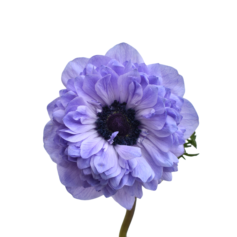 Anemone Levante Azzurro — wholesale