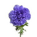 Anemone Levante Blue — wholesale roses