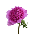 Anemone Levante Fucsia — wholesale roses